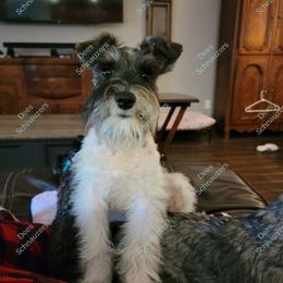 Jezzi - Miniature Schnauzer