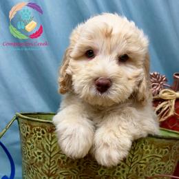 Grits - Parti male Labradoodle puppy in Bowman, Georgia from Companion Creek Farm
