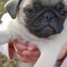 Pug Puppies from My princess pugs