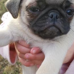 Pug Puppies from My princess pugs
