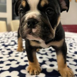 Bulldog Puppies from BUBBABULL