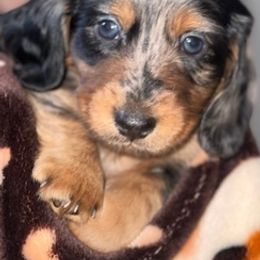 Dachshunds from Briana's Dachshunds