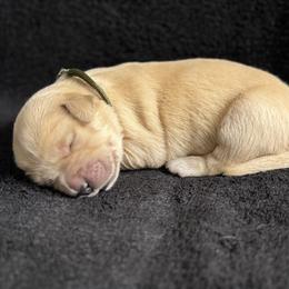 Boy 6 - Light golden male Golden Retriever puppy in Scio, Oregon from Stackhouse Family Farm