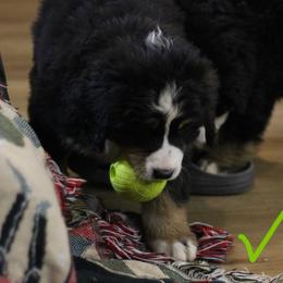 Sally - Black rust and white female Bernese Mountain Dog puppy in Walnut Creek, Ohio from Emerald Acres Bernese