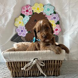 Freedom - Blue Collar Male - Red  male Goldendoodle puppy in Bradenton, Florida from Suncoast Goldendoodles