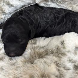 Jett - Black male Cockapoo puppy in Gay, Georgia from That’s My Puppy