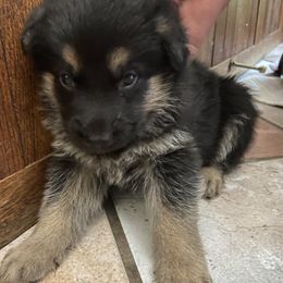 German Shepherd Puppies from Osborn's Country German Shepherds