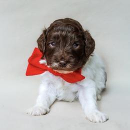 Beacon - Parti male Goldendoodle puppy in Holly Springs, Georgia from Libby Lou’s Goldendoodles