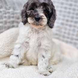 Australian Labradoodle, Cockapoo, Goldendoodle, and Labradoodle Puppies from Dessie's Doodles