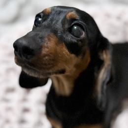 Dachshunds from Magnolia Grace Kennels