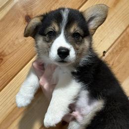 Pembroke Welsh Corgis from M Bar 2 corgis