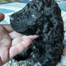 Poodles from Rocky Mountain Standards