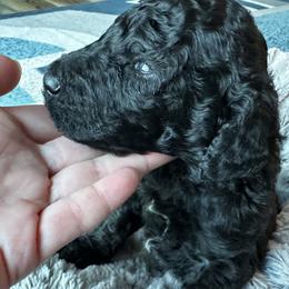 Poodles from Rocky Mountain Standards