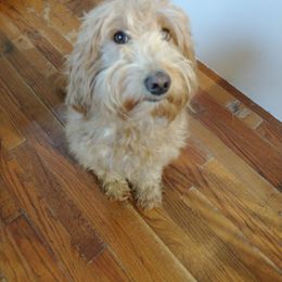 Callie - Goldendoodle