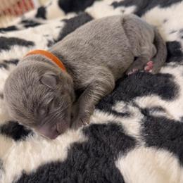 German Shepherd Puppies from Legacy K9’s