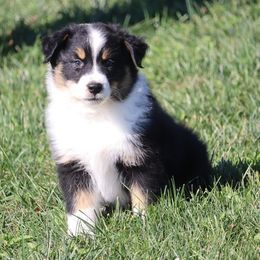 Kava - Black tri-color female Australian Shepherd puppy in Mount Sterling, Ohio from Northern Lights Working Dogs