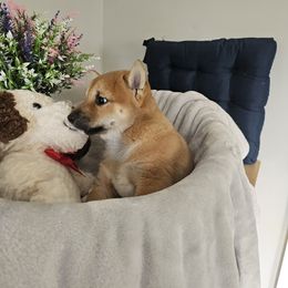 Shiba Inu Puppies from Shiba Shenanigans