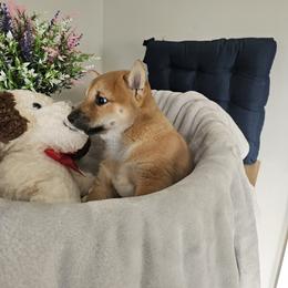 Shiba Inu Puppies from Shiba Shenanigans