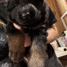Girl 2 - female German Shepherd puppy in Laurens, New York from Vom Chivalry Haus German Shepherds