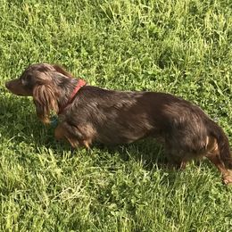 Chippy - Dachshund