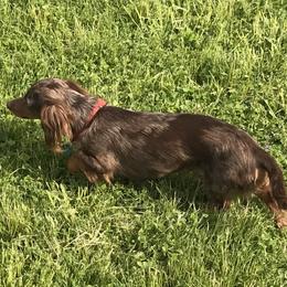 Chippy - Dachshund