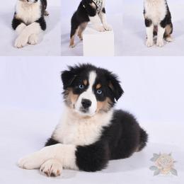 Australian Shepherd Puppies from Carolina Aussies