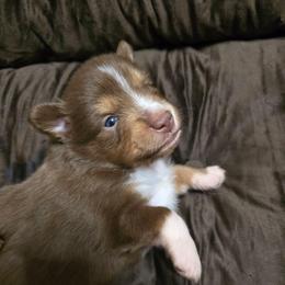 Mateo - Red tri male Toy Australian Shepherd puppy in Windom, Texas from Wild Farm Puppies