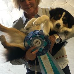 Australian Shepherds and Miniature American Shepherds from Wyndstar