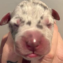 Cassidy - Merle female Great Dane puppy in Hutchinson, Kansas from Dappled Danes