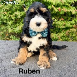 Ruben - Black male Australian Labradoodle puppy in Mason, Michigan from Monarch Labradoodles