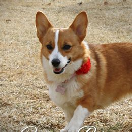Ruby - Pembroke Welsh Corgi