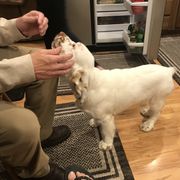 Clumber Spaniel Puppies from Lake Desire Clumber Spaniels