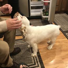 Clumber Spaniel Puppies from Lake Desire Clumber Spaniels