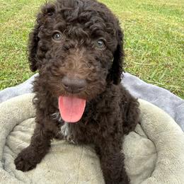 Soufflé - Brown female Poodle puppy in Atlanta, Georgia from Wilkins Farm