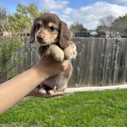 AKC Blizzard KLARNA IS AVAILABLE - Chocolate and cream male Dachshund puppy in Hutto, Texas from R.G. Dachshunds
