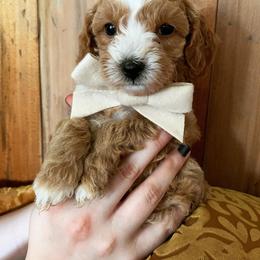 Goldendoodle Puppies from Carmel Classy Doodles