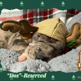 Dos - Merle male Great Dane puppy in White City, Kansas from Southwind Great Danes