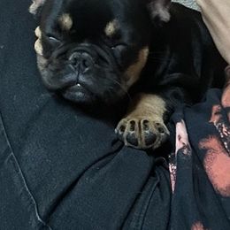 Bulldogs and French Bulldogs from Vertucci Bulldogs