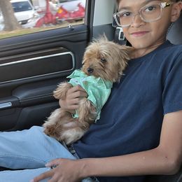 Bailey - Yorkshire Terrier