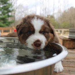 Australian Shepherd Puppies from Starlit Grove Australian Shepherds