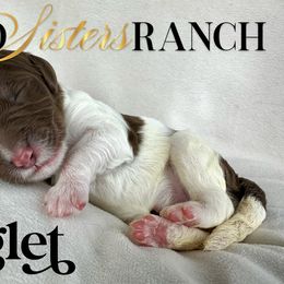 Piglet - female Newfypoo puppy in Jackson, Missouri from Two Sisters Ranch, LLC