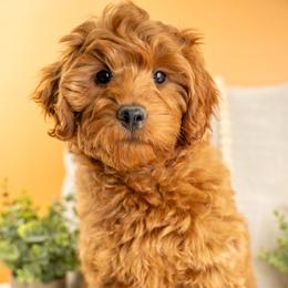 Rory - Red male Cavapoo puppy in Erda, Utah from Country Lane Doodles