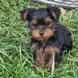 Sammy - Black and gold male Yorkshire Terrier puppy in Grafton, West Virginia from Gemstone Kennel