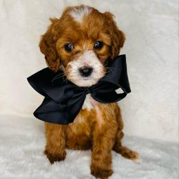 Black Collar - Red  female Goldendoodle puppy in Miami, Florida from GoldStar Doodles USA