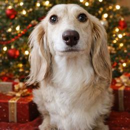 Lucy - Dachshund