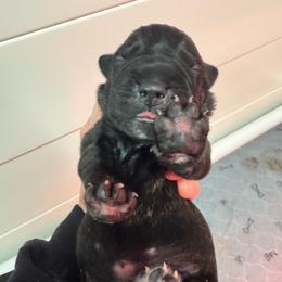 Axel - Black brindle male Cane Corso puppy in Pollock Pines, California from Capitol City Cane Corso