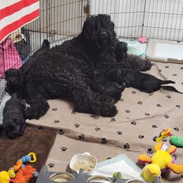 "Chantel loving on her Babies" Black Russian Terrier Puppies from Beautiful Black Russian Terriers