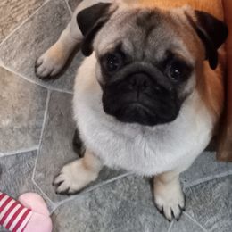 Sir Braxton - Pug