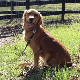 Shelby - Golden Retriever