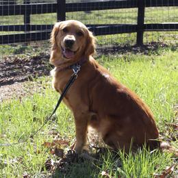 Shelby - Golden Retriever